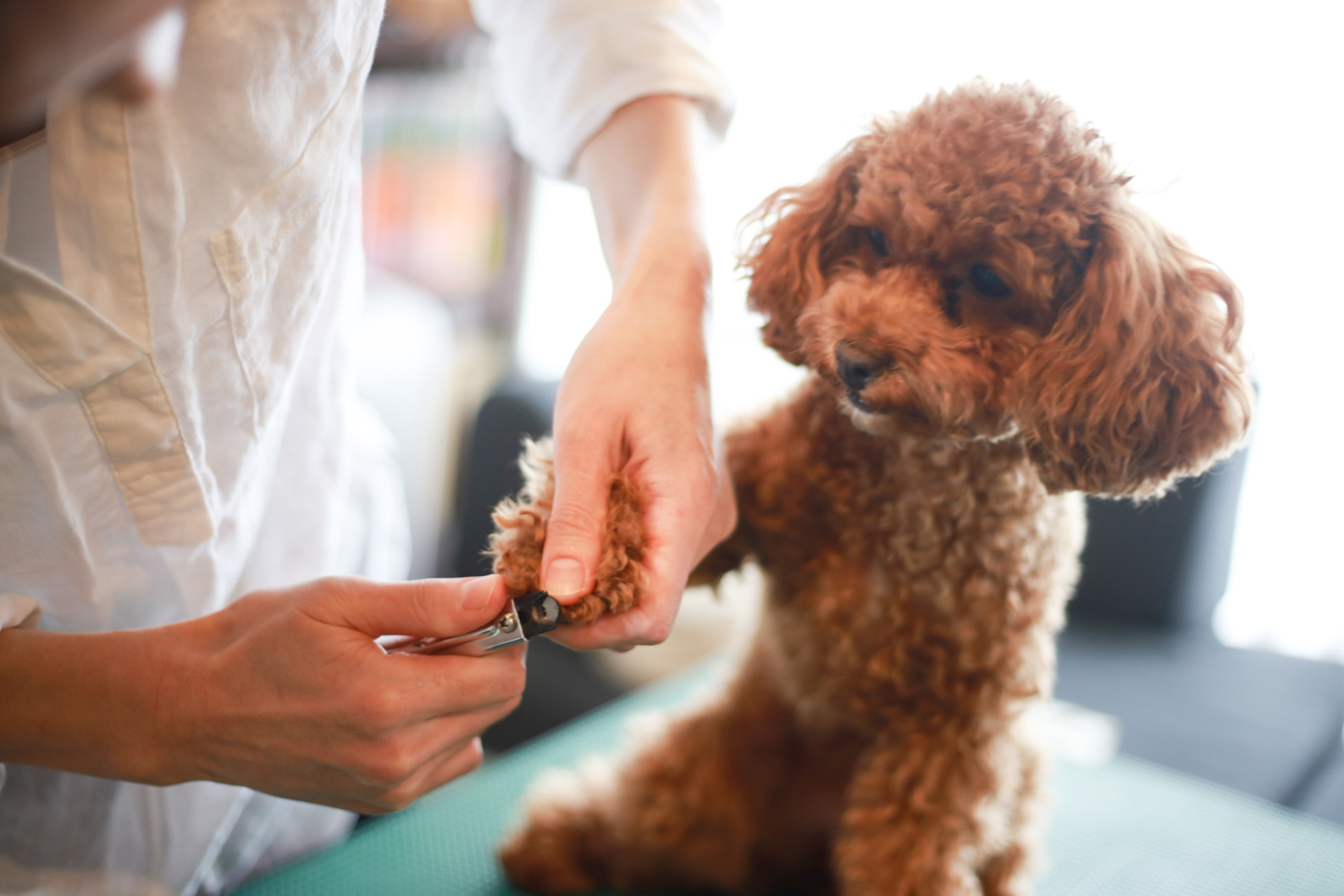Nail Trim & Dremel