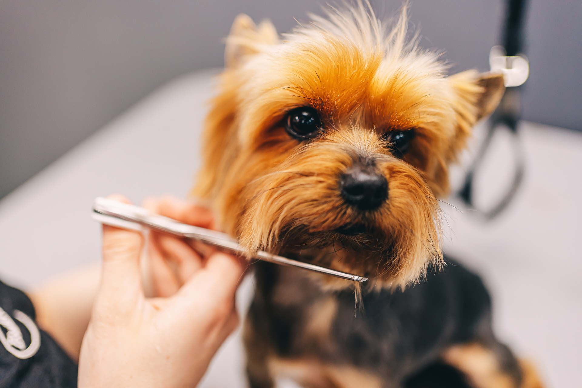 Grooming work