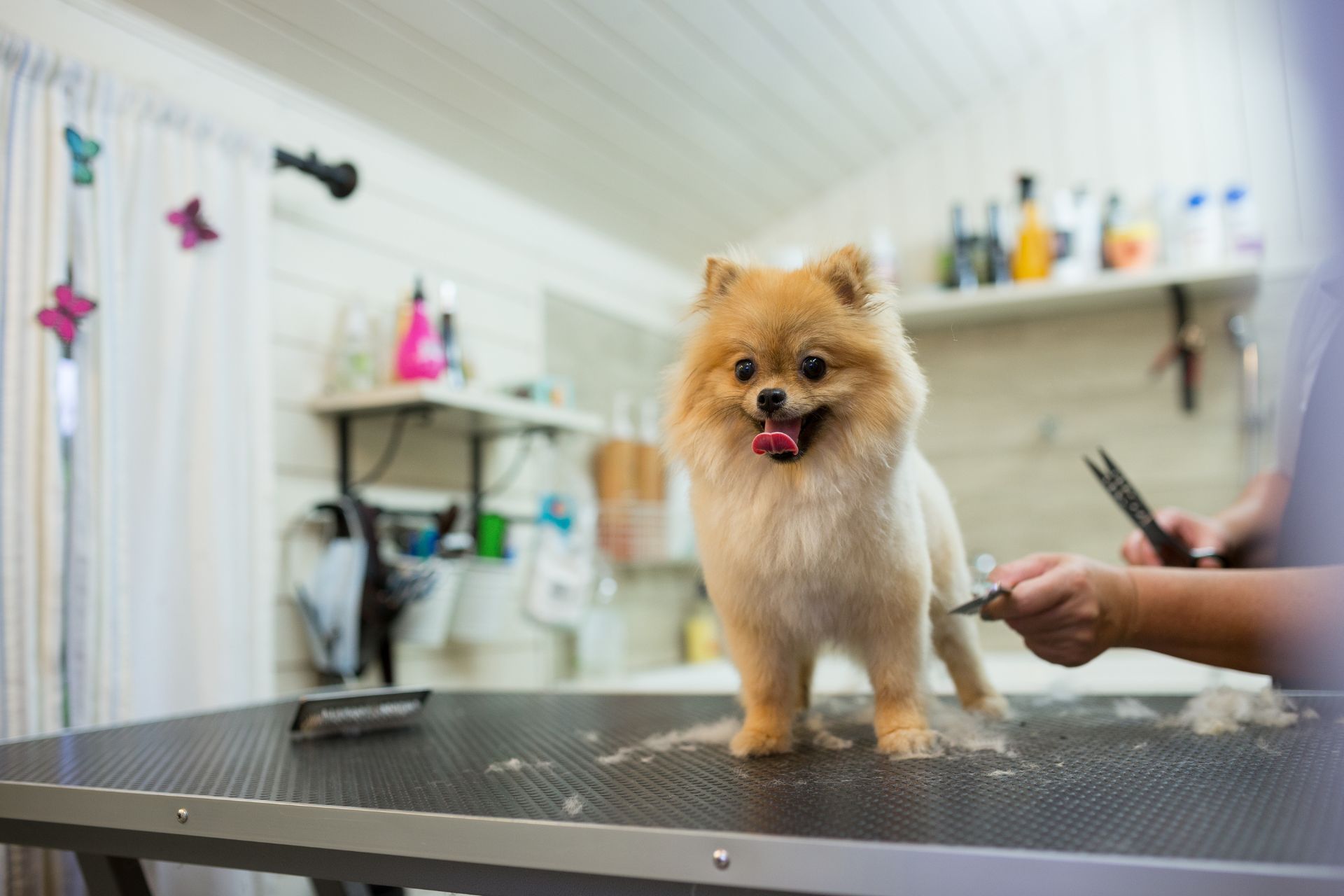 Grooming