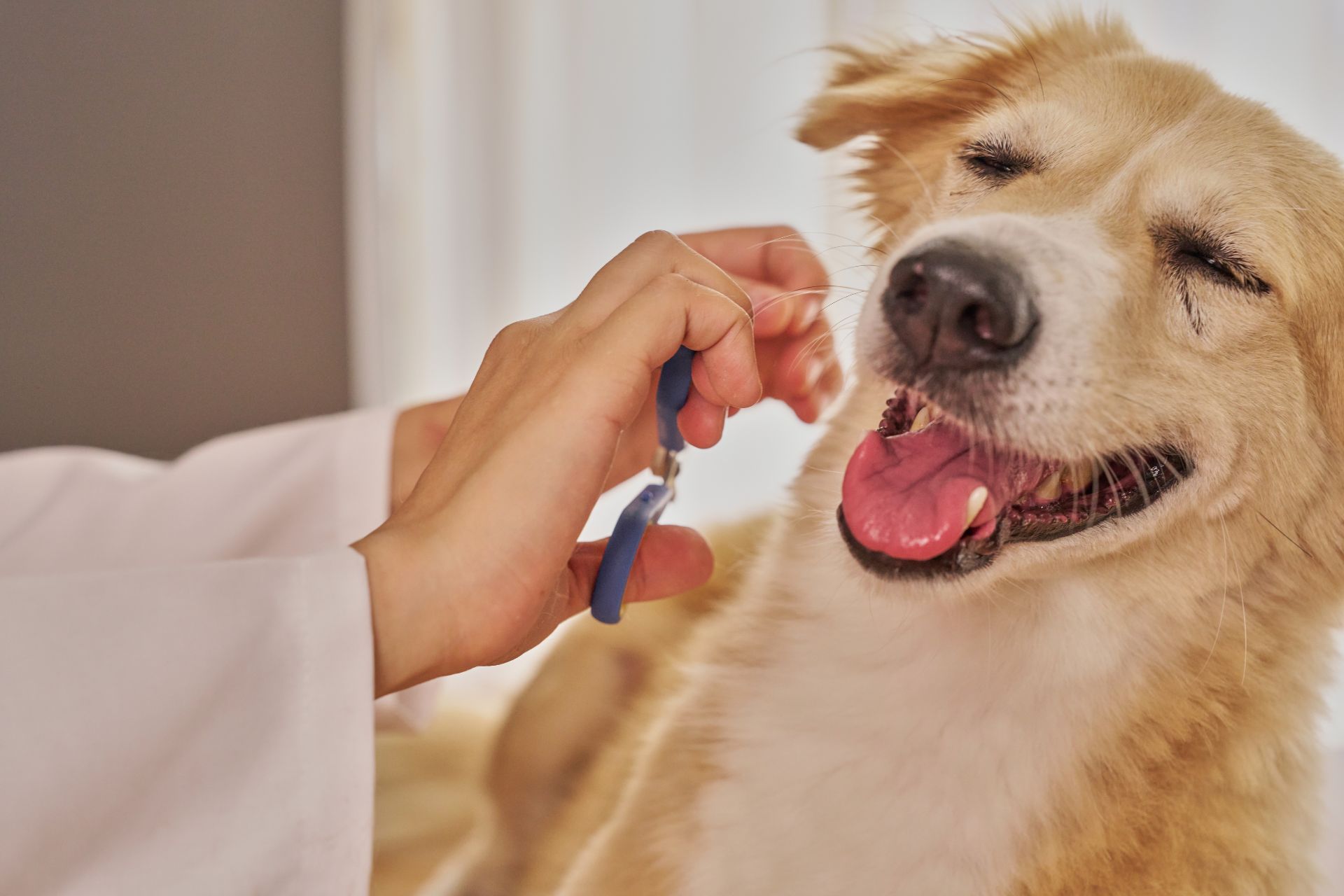 Grooming work