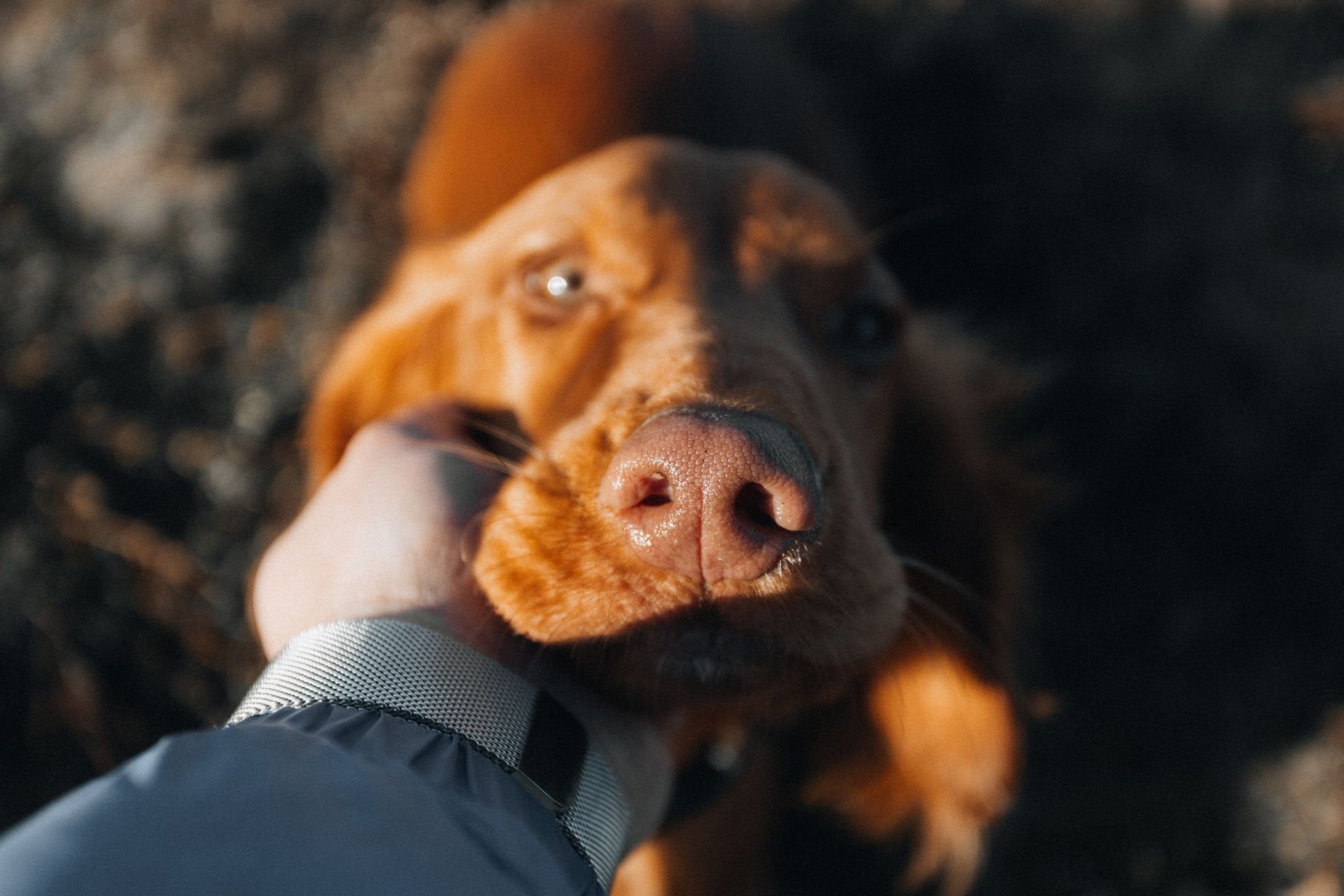 Grooming