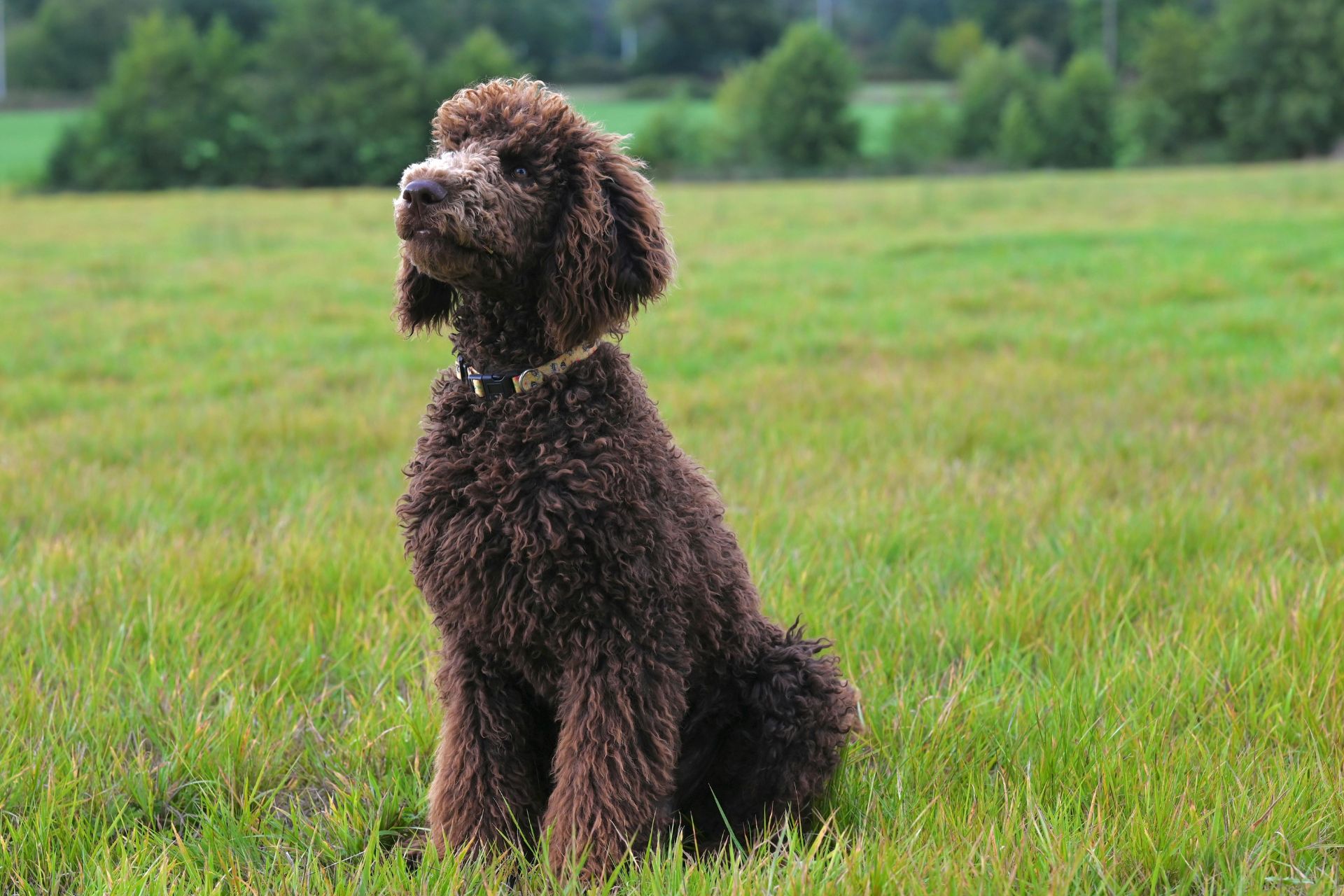 Grooming work
