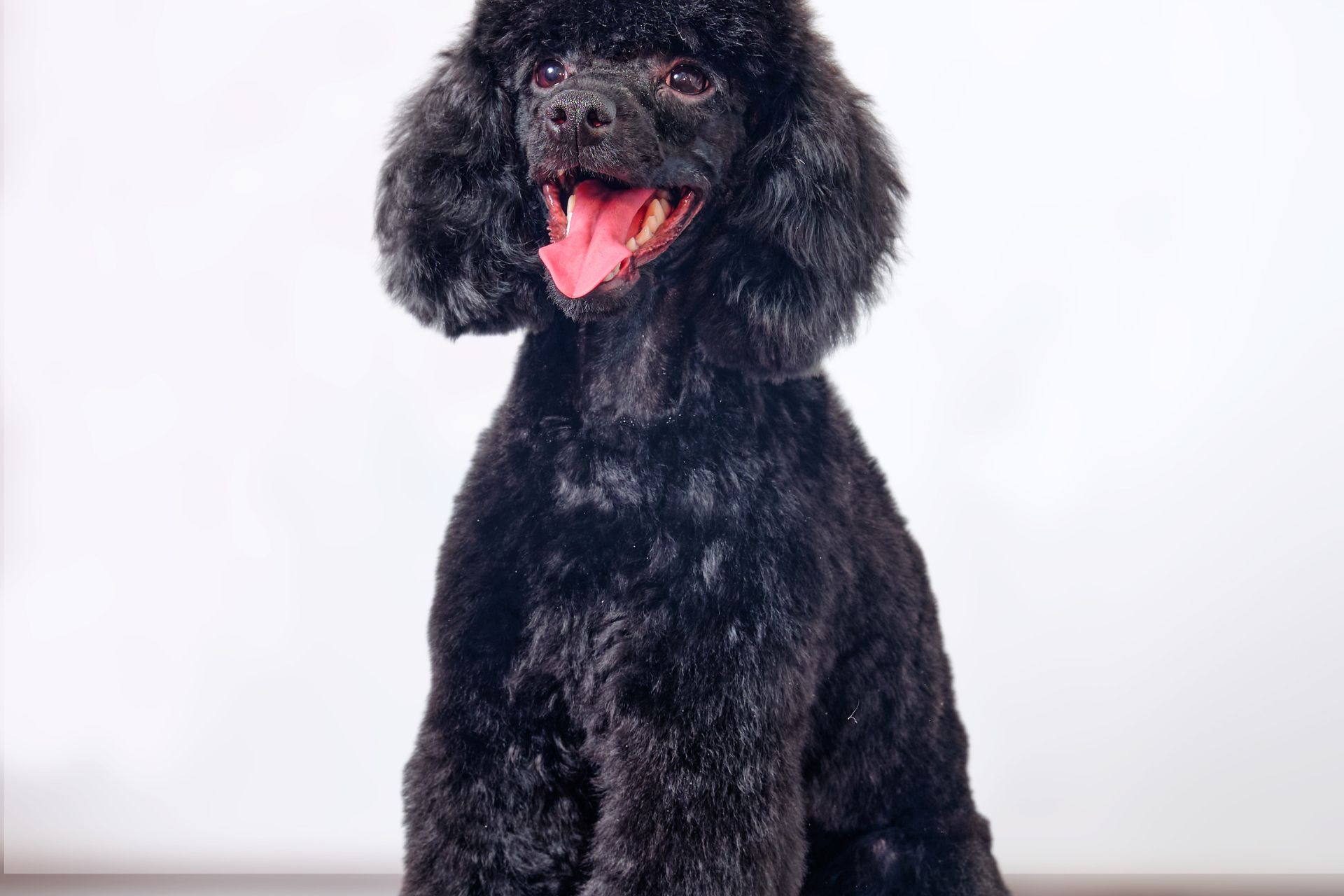 Grooming work