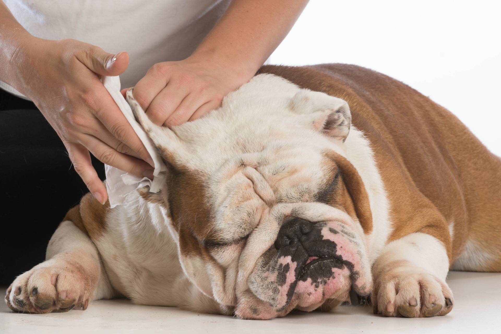 Ear Cleaning & Trimming