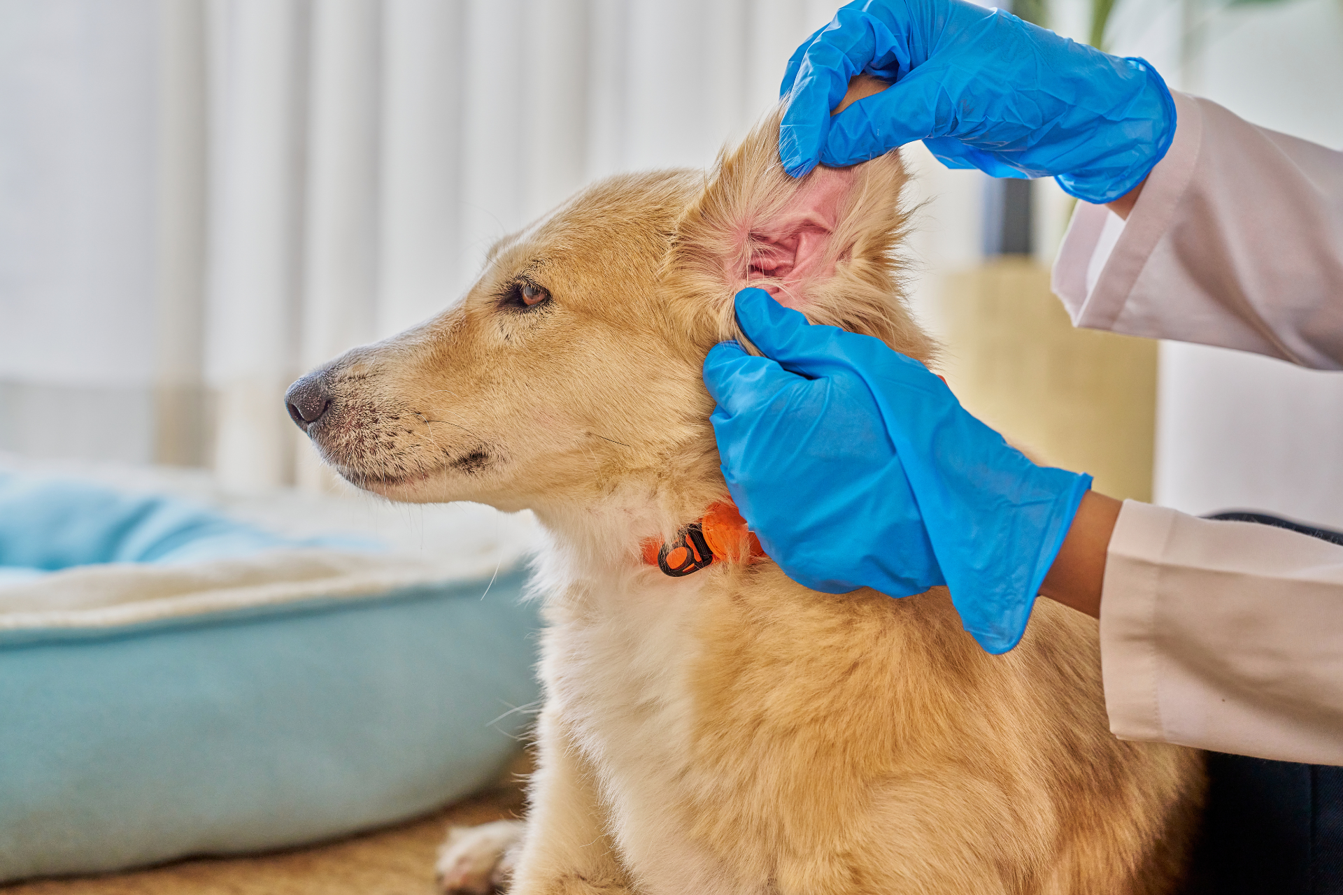 Grooming work