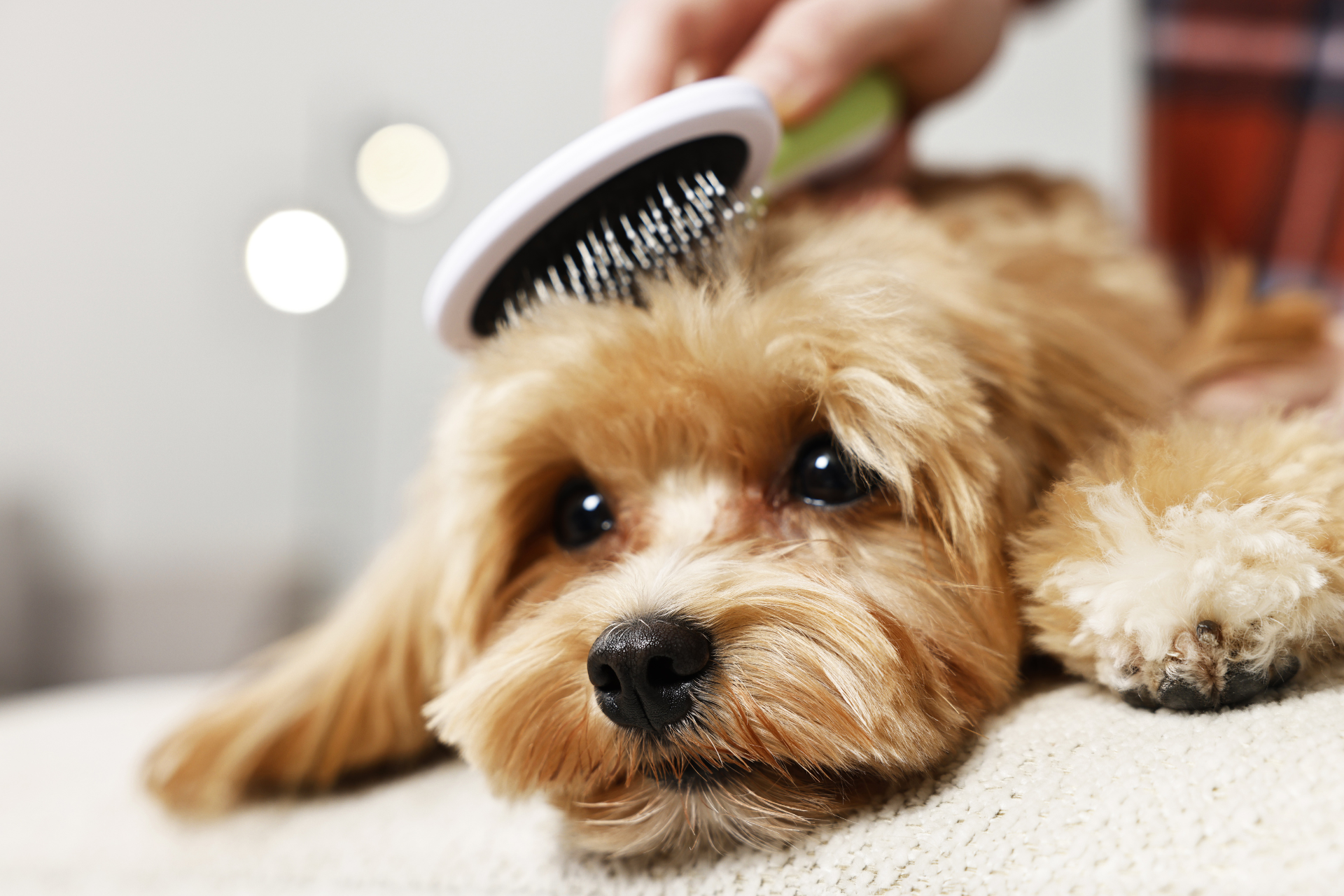 Grooming work