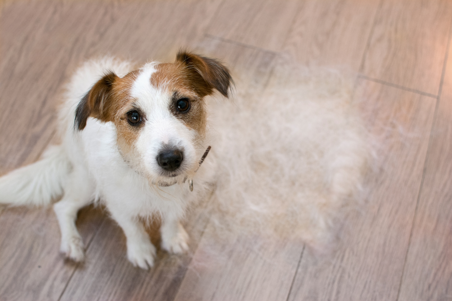 Grooming work