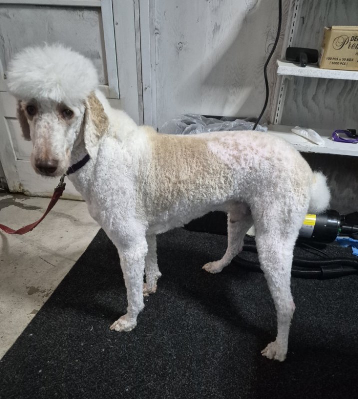 Grooming portfolio 14