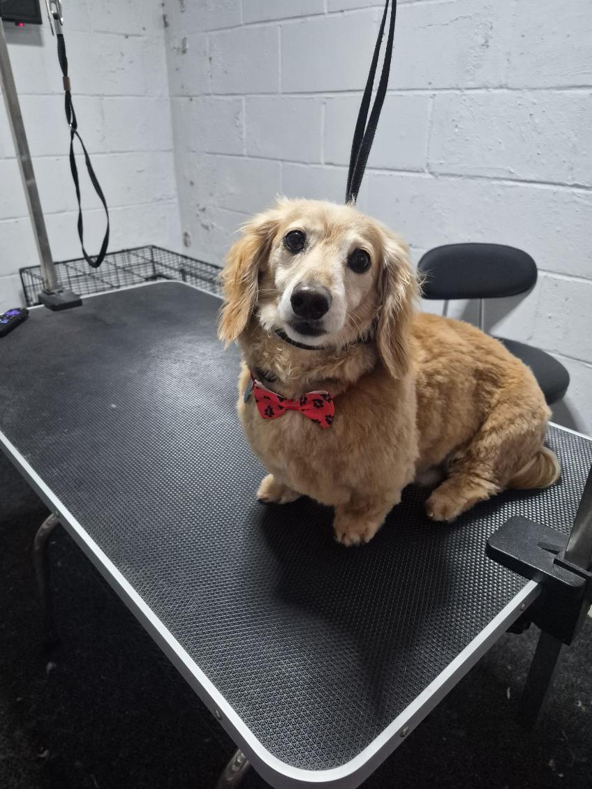 Happy groomed dog