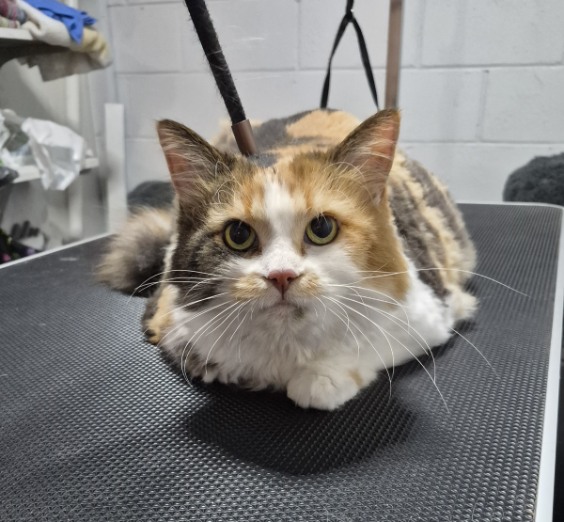 Cat Grooming