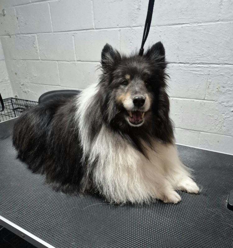 Cute groomed dog