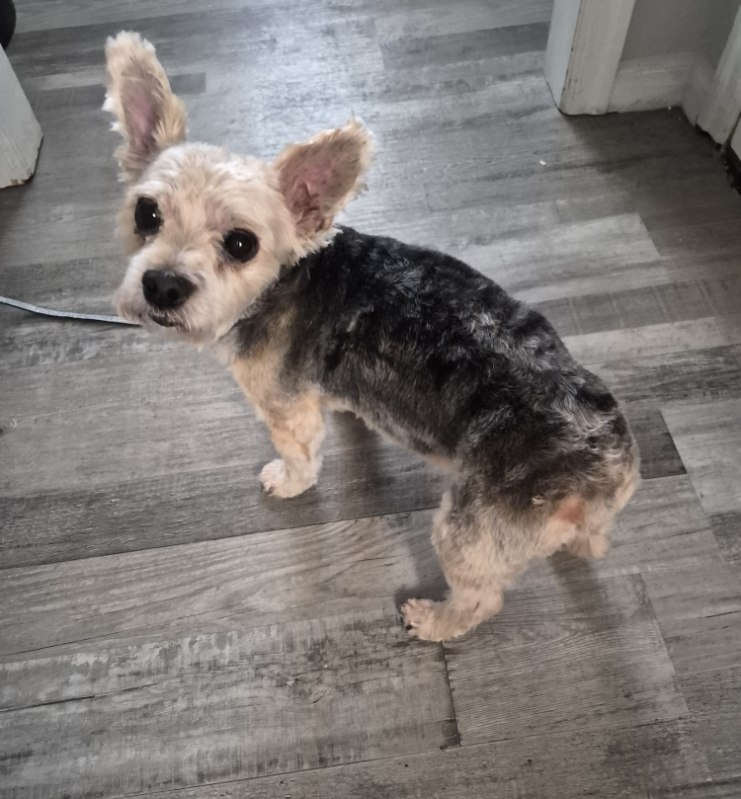 Happy groomed dog