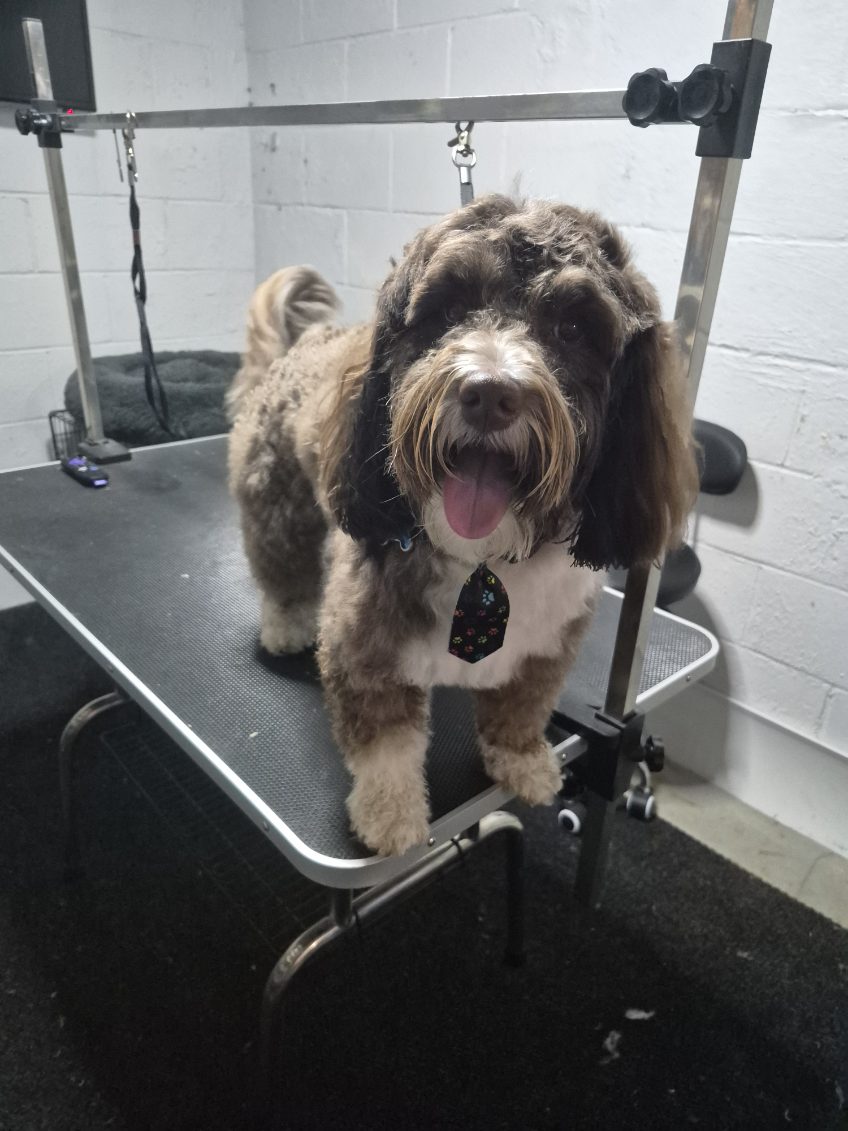 Grooming portfolio 13