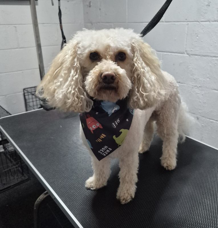 Grooming portfolio 17