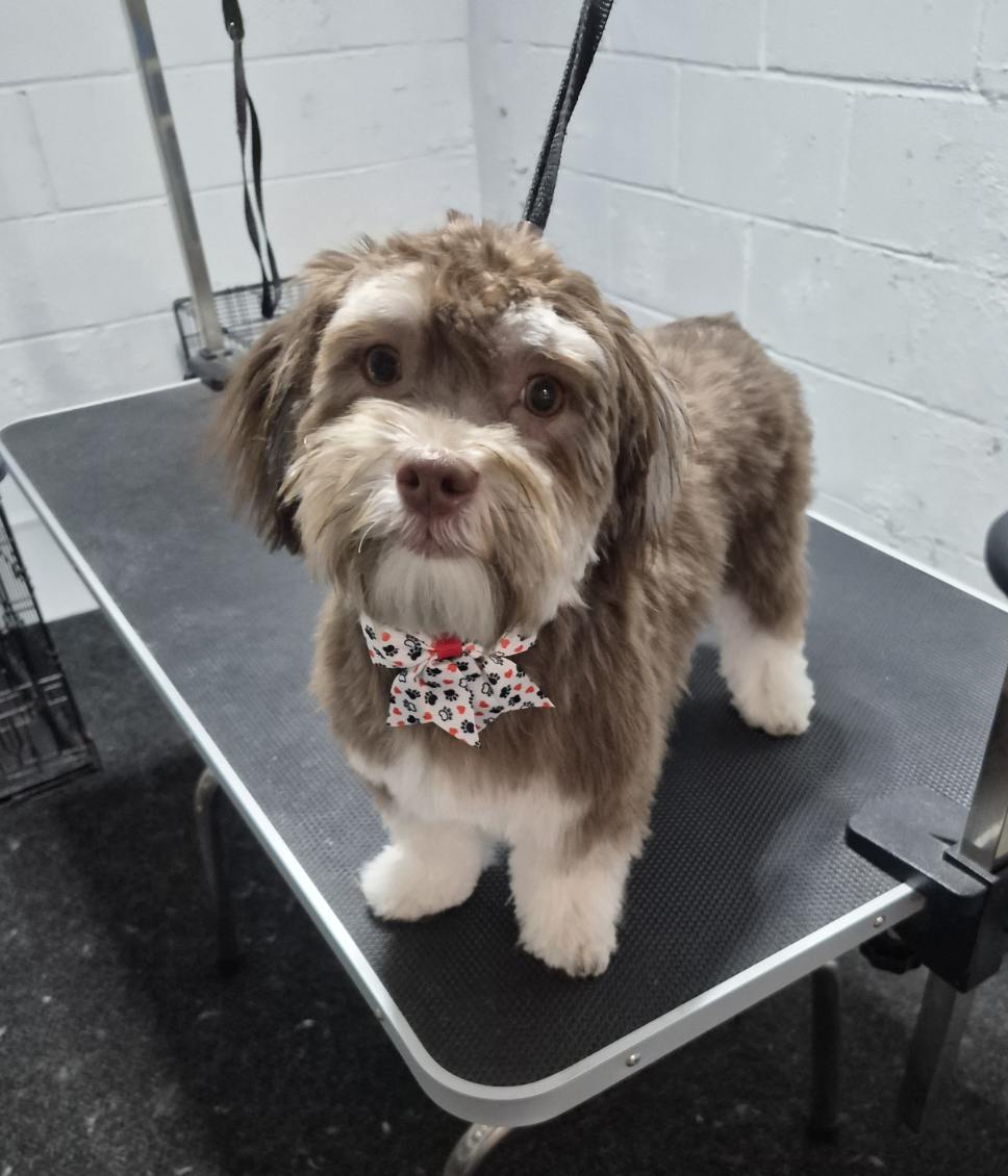 Grooming portfolio 10