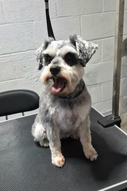 Grooming portfolio 21