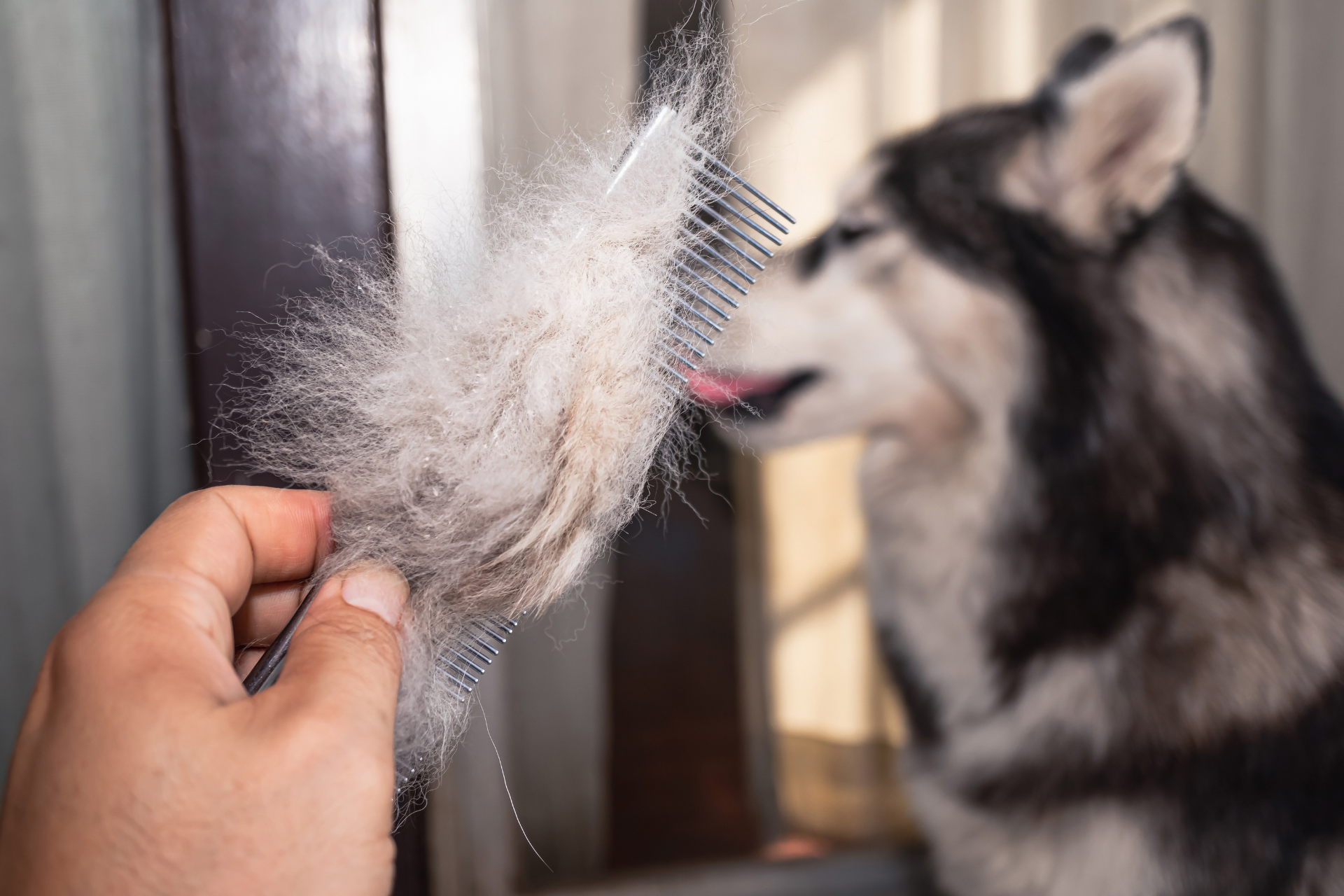 Deshedding