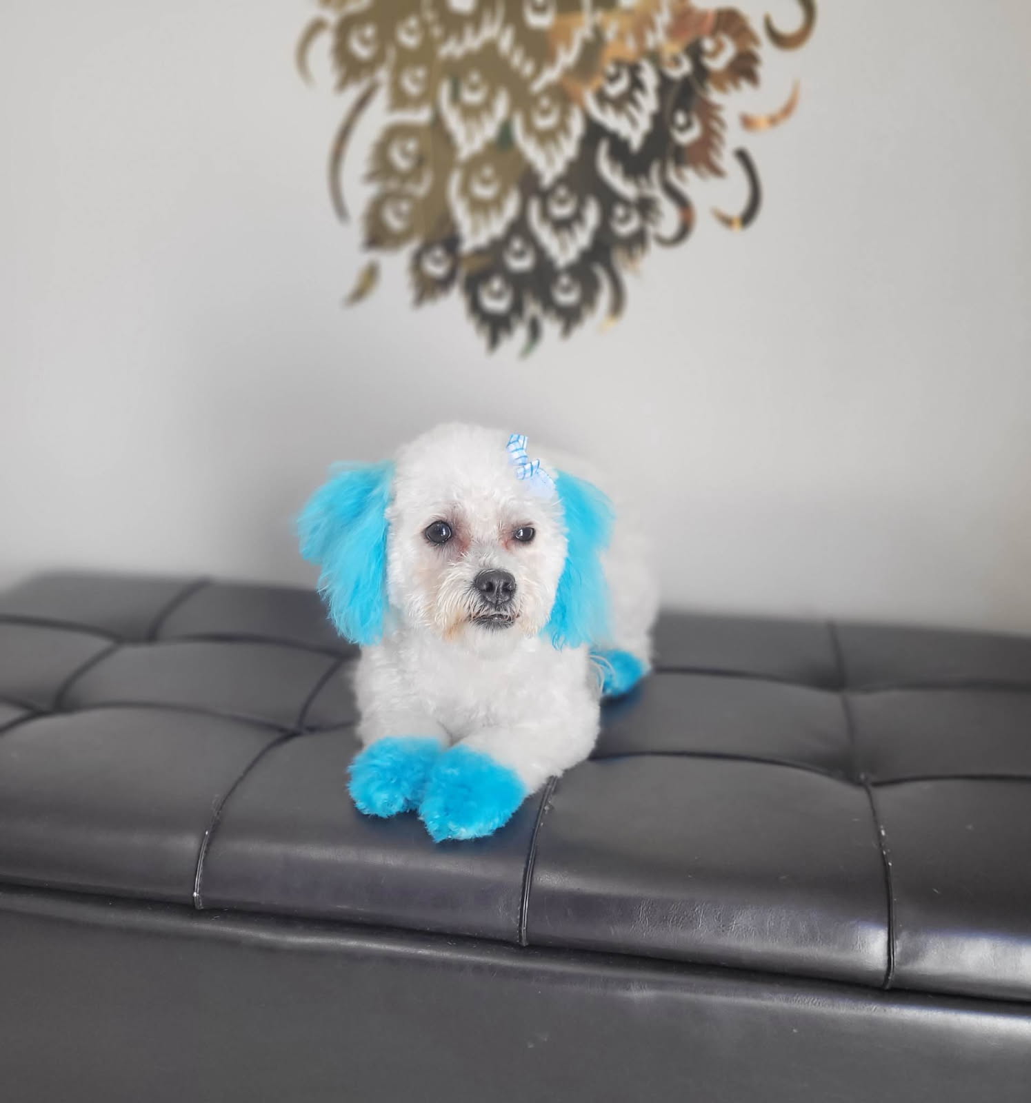 Bichon with sky-blue holiday color accents and a bow
